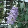Buddleia Lochinch - Arbre Aux Papillons -Fleurs & Plantes Soldes Boutique Buddleia Lochinch 80059 1