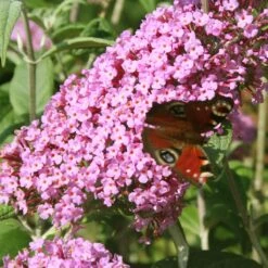 Buddleia Davidii Pink Panther - Arbre Aux Papillons