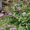 Buddleia Davidii Nanho Purple - Arbre Aux Papillons Nain -Fleurs & Plantes Soldes Boutique Buddleia davidii Nanho Purple 87569 1