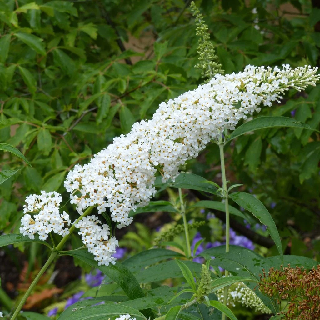 Buddleia Davidii Reve De Papillon White - Arbre Aux Papillons 3 Buddleia Davidii Reve De Papillon White - Arbre Aux Papillons