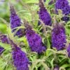 Buddleja Davidii Butterfly CandyLittle Purple - Arbre Aux Papillons Nain -Fleurs & Plantes Soldes Boutique Buddleja Butterfly Candy Little Purple copyright 17555 1