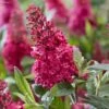 Buddleja Davidii Butterfly Candy Little Ruby - Arbre Aux Papillons Nain 2 Buddleja Davidii Butterfly Candy Little Ruby - Arbre Aux Papillons Nain -Fleurs & Plantes Soldes Boutique Buddleja Butterfly Candy Little Ruby copyright 17556 1