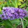 Buddleja Flutterby Peace - Arbre Aux Papillons -Fleurs & Plantes Soldes Boutique Buddleja Flutterby Peace 100415 1
