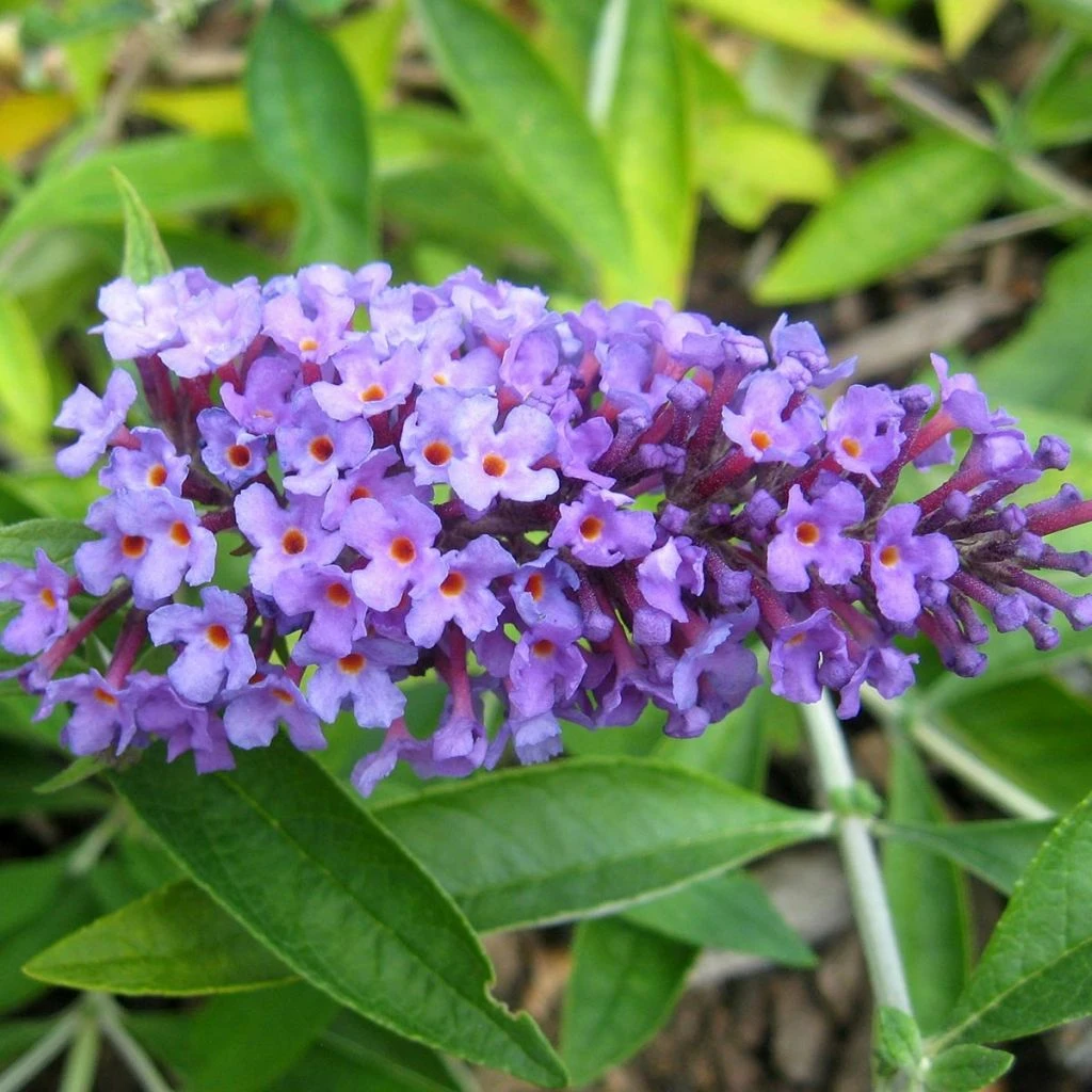 Buddleja Flutterby Peace - Arbre Aux Papillons 3 Buddleja Flutterby Peace - Arbre Aux Papillons