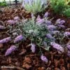 Buddleia Free Petite Lavender Flow - Arbre Aux Papillons -Fleurs & Plantes Soldes Boutique Buddleja Free Petite Lavender Flow 100416 1