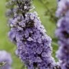 Buddleja High Five Purple - Arbre Aux Papillons -Fleurs & Plantes Soldes Boutique Buddleja High Five Purple 85762 1