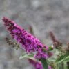 Buddleja Pink Micro Chip - Arbre Aux Papillons Nain -Fleurs & Plantes Soldes Boutique Buddleja Pink Micro Chip 84812 1