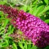 Buddleja Davidii Sugar Plum - Arbre Aux Papillons 2 Buddleja Davidii Sugar Plum - Arbre Aux Papillons -Fleurs & Plantes Soldes Boutique Buddleja davidii Sugar Plum 83973 1