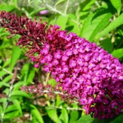 Buddleja Davidii Sugar Plum - Arbre Aux Papillons