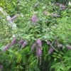 Buddleja Lindleyana - Arbre Aux Papillons De Lindley -Fleurs & Plantes Soldes Boutique Buddleja lindleyana 83974 1