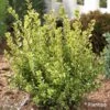 Buxus Sempervirens Golden Dream - Buis Commun 2 Buxus Sempervirens Golden Dream - Buis Commun -Fleurs & Plantes Soldes Boutique Buxus sempervirens Golden Dream 100392 1