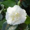 Camélia D'automne - Camellia Sasanqua Waterfall White -Fleurs & Plantes Soldes Boutique CAMELIA SASANQUA WATERFALL WHITE 4 5L 153451 1