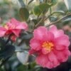 Camélia D'automne - Camellia Sasanqua Kanjiro -Fleurs & Plantes Soldes Boutique CAMELLIA SAS KANJIRO Copyright Minier 7830 1