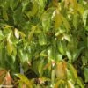 Camphrier - Cinnamomum Camphora -Fleurs & Plantes Soldes Boutique CINNAMOMUM CAMPHORA 781730 1