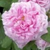 Rosier Ancien Comte De Chambord -Fleurs & Plantes Soldes Boutique COMTE DE CHAMBORD 822762 1