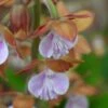 Calanthe Discolor -Fleurs & Plantes Soldes Boutique Calanthe discolor ld yamada 9528 1