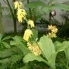 Calanthe Sieboldii - Orchidée De Jardin Jaune -Fleurs & Plantes Soldes Boutique Calanthe sieboldii 80357 1