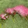 Calliandra Surinamensis Dixie Pink - Arbre Aux Houpettes -Fleurs & Plantes Soldes Boutique Calliandra surinamensis Dixie Pink IF 17247 1
