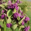 Callicarpa Bodinieri Magical Deep Purple -Fleurs & Plantes Soldes Boutique Callicarpa bodinieri Magical Deep Purple copyright 18286 1