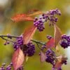 Callicarpa Bodinieri Magical Purple Giant 2 Callicarpa Bodinieri Magical Purple Giant -Fleurs & Plantes Soldes Boutique Callicarpa bodinieri Magical Purple Giant copyright 18287 1