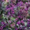 Callicarpa Bodinieri Pearl Glam -Fleurs & Plantes Soldes Boutique Callicarpa bodinieri Pearl Glam IF 189770 1