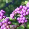 Callicarpa Japonica - Arbuste Aux Bonbons Du Japon 2 Callicarpa Japonica - Arbuste Aux Bonbons Du Japon -Fleurs & Plantes Soldes Boutique Callicarpa japonica 87130 1