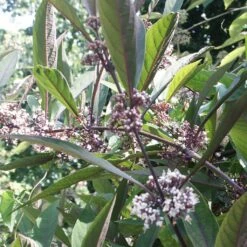 Callicarpa Kwangtungensis