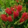 Callistemon (x) Laevis 1 Callistemon (x) Laevis -Fleurs & Plantes Soldes Boutique Callistemon x laevis 83242 1