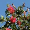 Callistemon Citrinus Splendens - Rince-bouteille 2 Callistemon Citrinus Splendens - Rince-bouteille -Fleurs & Plantes Soldes Boutique Callistemon citrinus Splendens 83511 1