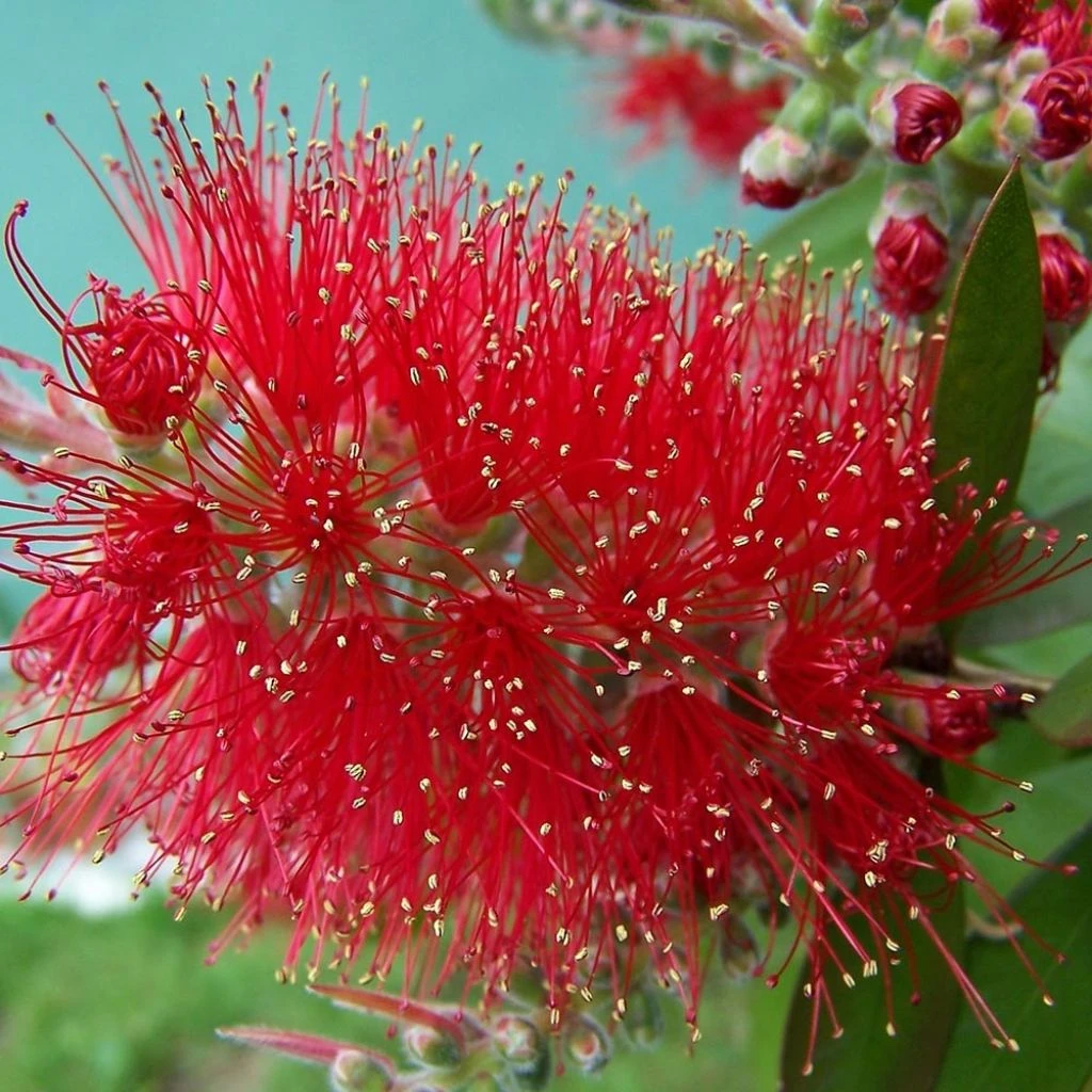 Callistemon Masotti Mini Red - Rince Bouteille 3 Callistemon Masotti Mini Red - Rince Bouteille
