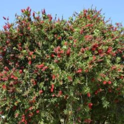 Callistemon Rigidus - Rince-bouteille