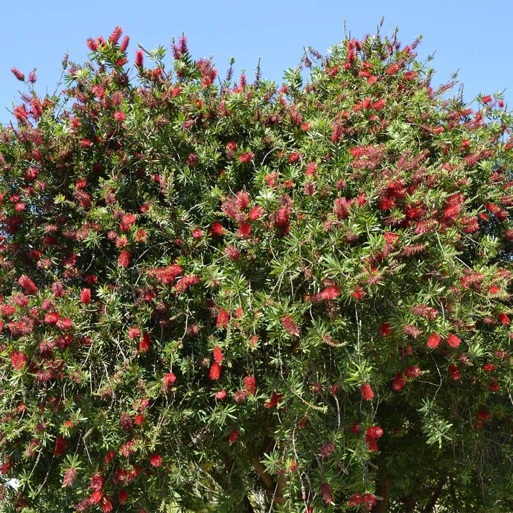 Callistemon Rigidus - Rince-bouteille 3 Callistemon Rigidus - Rince-bouteille