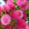Callistemon Viminalis Bright Pink - Rince Bouteille Pleureur 1 Callistemon Viminalis Bright Pink - Rince Bouteille Pleureur -Fleurs & Plantes Soldes Boutique Callistemon viminalis Bright Pink 87060 1
