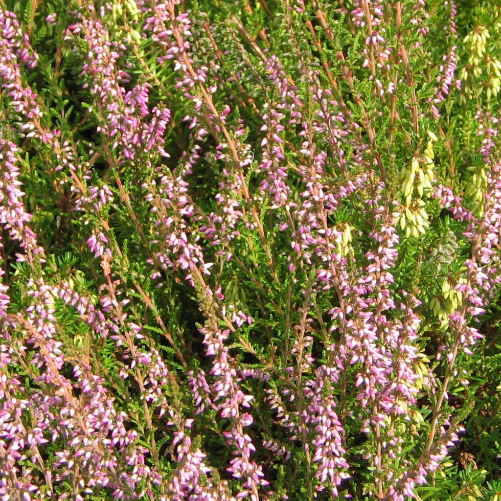 Bruyère D'été - Calluna Vulgaris Marleen 3 Bruyère D'été - Calluna Vulgaris Marleen