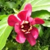 Calycanthus Raulstonii Aphrodite - Arbre Aux Anémones. -Fleurs & Plantes Soldes Boutique Calycanthus raulstonii Aphrodite 83978 1