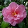 Camélia Donation - Camellia (x) Williamsii 2 Camélia Donation - Camellia (x) Williamsii -Fleurs & Plantes Soldes Boutique Camelia Donation 83890 1