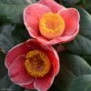 Camelia Sanpei Tsubaki - Camellia Japonica -Fleurs & Plantes Soldes Boutique Camelia Sanpei Tsubaki 85282 1