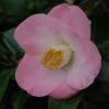 Camélia Sunny Side - Camellia Japonica -Fleurs & Plantes Soldes Boutique Camelia Sunny Side 85523 1