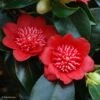 Camelia Bob's Tinsie - Camellia Japonica -Fleurs & Plantes Soldes Boutique Camellia Bob s Tinsie 85273 1
