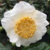 Camelia Fuji - Camellia Japonica De Higo -Fleurs & Plantes Soldes Boutique Camellia Fuji 85277 1