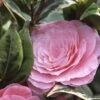 Camélia Classique - Camellia Kerguelen -Fleurs & Plantes Soldes Boutique Camellia Kerguelen 781711 1