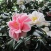 Camélia Lady Vansittart - Camellia Japonica 1 Camélia Lady Vansittart - Camellia Japonica -Fleurs & Plantes Soldes Boutique Camellia Lady Vansittart 85271 1