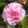 Camélia Lavinia Maggi - Camellia Japonica -Fleurs & Plantes Soldes Boutique Camellia Lavinia Maggi 85272 1