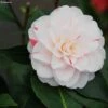 Camélia Stacy Susan - Camellia Japonica -Fleurs & Plantes Soldes Boutique Camellia Stacy Susan IF 166410 1