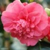 Camélia Chandleri Elegans - Camellia Japonica -Fleurs & Plantes Soldes Boutique Camellia chandleri Elegans 85274 1