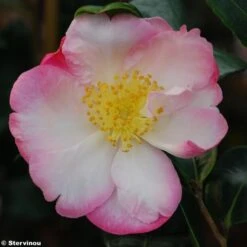 Camélia D'automne - Camellia Sasanqua Gay Border