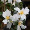 Camélia Grijsii - Camellia -Fleurs & Plantes Soldes Boutique Camellia grijsii Arbustes 85268 1