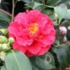 Camélia Blood Of China - Camellia Japonica -Fleurs & Plantes Soldes Boutique Camellia japonica Blood of China 87690 1