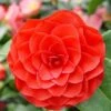 Camélia Roger Hall - Camellia Japonica -Fleurs & Plantes Soldes Boutique Camellia japonica Roger Hall 89551 1