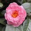 Camélia Traverso - Camellia Japonica -Fleurs & Plantes Soldes Boutique Camellia japonica traverso copyright 1004261 3